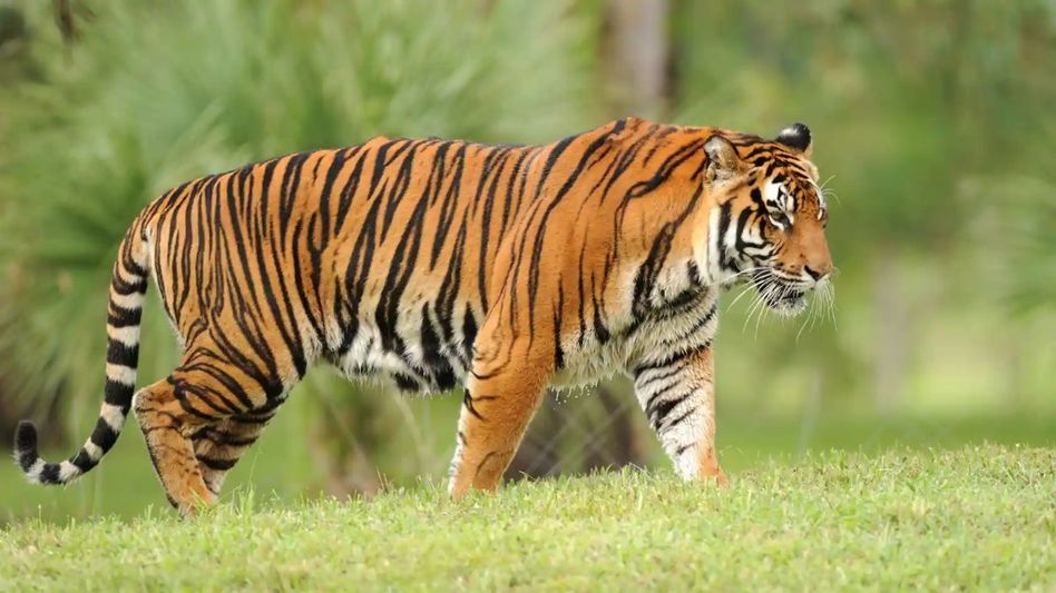 Assam CM highlights state's tiger conservation success on International Tiger Day Assam CM highlights state's tiger conservation success on International Tiger Day