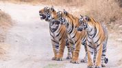 Assam emerges as ‘stellar model’ in tiger conservation: Himanta Biswa Sarma Assam emerges as ‘stellar model’ in tiger conservation: Himanta Biswa Sarma