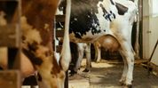 Tripura launches first livestock insurance scheme; govt to bear 85% premium, cover up to Rs 50,000 Tripura launches first livestock insurance scheme; govt to bear 85% premium, cover up to Rs 50,000