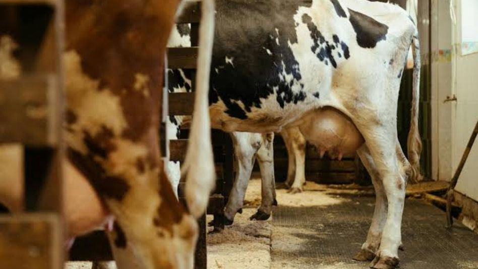 Tripura launches first livestock insurance scheme; govt to bear 85% premium, cover up to Rs 50,000 Tripura launches first livestock insurance scheme; govt to bear 85% premium, cover up to Rs 50,000