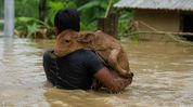 When the cows were gone, so was the livelihood: Assam’s silent flood crisis When the cows were gone, so was the livelihood: Assam’s silent flood crisis