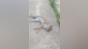 Leopard cat found dead by roadside in Assam's Palashbari, vehicle collision suspected Leopard cat found dead by roadside in Assam's Palashbari, vehicle collision suspected