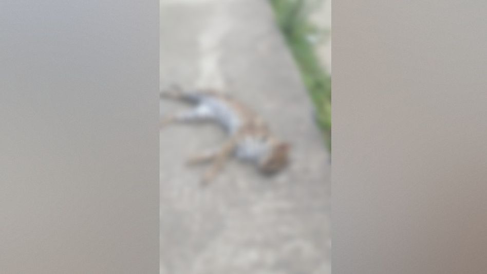 Leopard cat found dead by roadside in Assam's Palashbari, vehicle collision suspected Leopard cat found dead by roadside in Assam's Palashbari, vehicle collision suspected