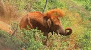 Woman killed in wild elephant attack in Assam’s West Karbi Anglong Woman killed in wild elephant attack in Assam’s West Karbi Anglong