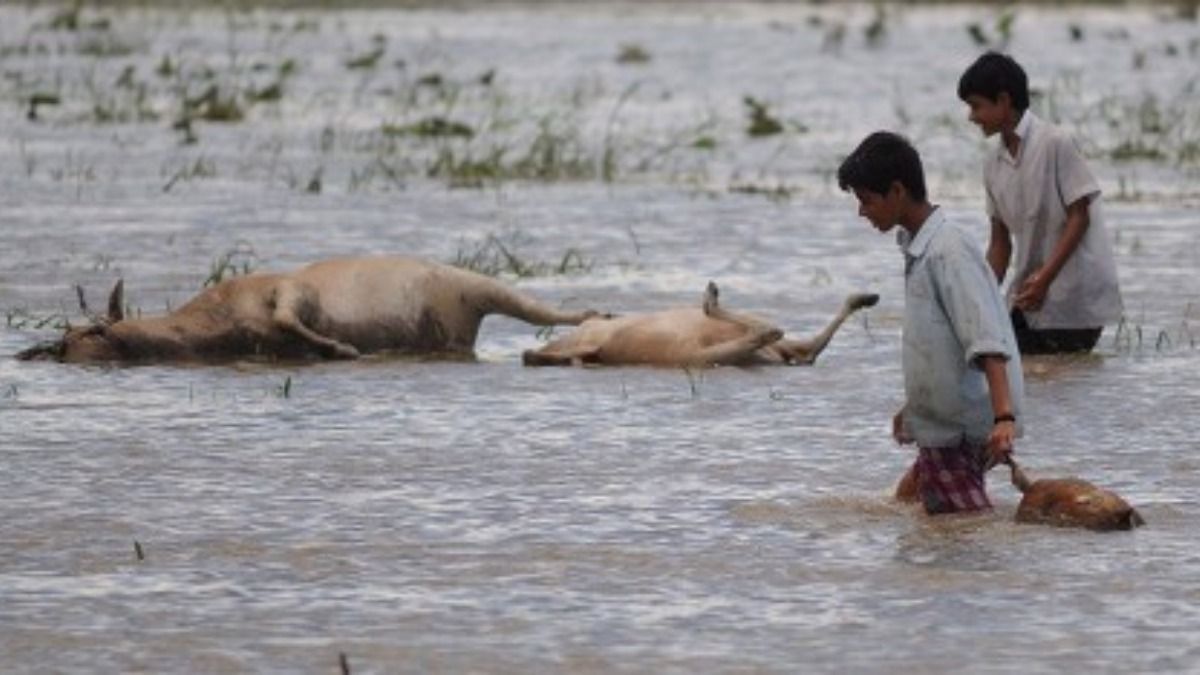 Assam floods: Govt announces Rs 37,500 aid per lost cow, compensation for goats and poultry