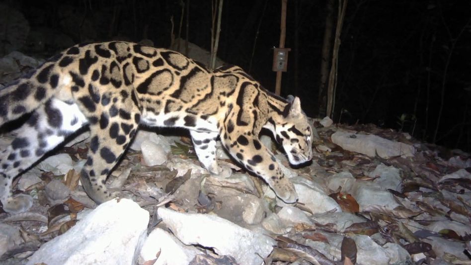 Meghalaya launches ‘Mission Clouded Leopard’ to protect state animal Meghalaya launches ‘Mission Clouded Leopard’ to protect state animal