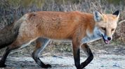 Eight injured as fox goes on attack rampage in Assam's Cachar, 4 referred to Silchar Medical College Eight injured as fox goes on attack rampage in Assam's Cachar, 4 referred to Silchar Medical College