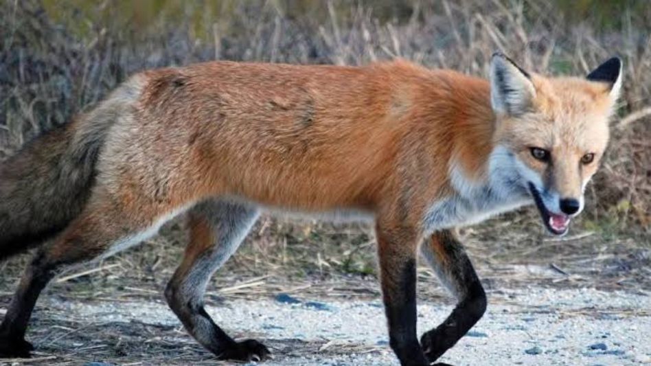 Eight injured as fox goes on attack rampage in Assam's Cachar, 4 referred to Silchar Medical College Eight injured as fox goes on attack rampage in Assam's Cachar, 4 referred to Silchar Medical College