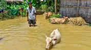 Assam floods hit over 10 lakh livestock, hundreds of wild animals swept away: Himanta Assam floods hit over 10 lakh livestock, hundreds of wild animals swept away: Himanta