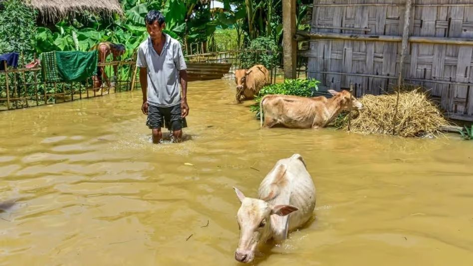 Assam floods hit over 10 lakh livestock, hundreds of wild animals swept away: Himanta Assam floods hit over 10 lakh livestock, hundreds of wild animals swept away: Himanta
