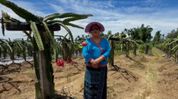 Arunachal farmer's dragon fruit success inspires youth to explore agripreneurship Arunachal farmer's dragon fruit success inspires youth to explore agripreneurship