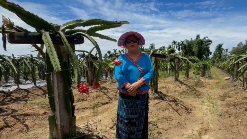 Arunachal farmer's dragon fruit success inspires youth to explore agripreneurship Arunachal farmer's dragon fruit success inspires youth to explore agripreneurship