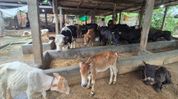 Illegal slaughterhouse busted in Assam's Nagaon; 285 kg suspected beef, 36 cattle and two buffaloes seized Illegal slaughterhouse busted in Assam's Nagaon; 285 kg suspected beef, 36 cattle and two buffaloes seized