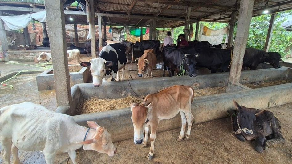Illegal slaughterhouse busted in Assam's Nagaon; 285 kg suspected beef, 36 cattle and two buffaloes seized Illegal slaughterhouse busted in Assam's Nagaon; 285 kg suspected beef, 36 cattle and two buffaloes seized