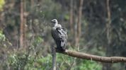 Assam marks global first with soft release of captive-bred vultures into wild Assam marks global first with soft release of captive-bred vultures into wild