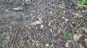 Rescued python released in Arunachal sanctuary after another snake reportedly killed near Silluk Rescued python released in Arunachal sanctuary after another snake reportedly killed near Silluk
