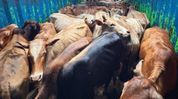 Two container trucks carrying 76 cattle intercepted in Assam's Kaliabor Two container trucks carrying 76 cattle intercepted in Assam's Kaliabor