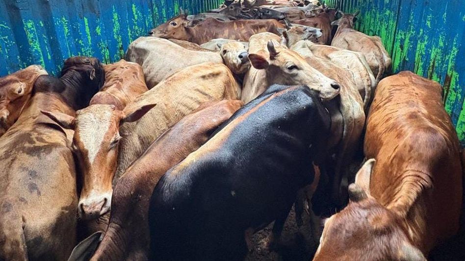 Two container trucks carrying 76 cattle intercepted in Assam's Kaliabor Two container trucks carrying 76 cattle intercepted in Assam's Kaliabor