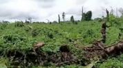 1.25 lakh native saplings to be planted across 50 hectares in Assam’s Behali Wildlife Sanctuary 1.25 lakh native saplings to be planted across 50 hectares in Assam’s Behali Wildlife Sanctuary