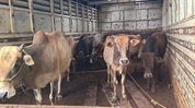 108 cattle recovered from alleged illegal slaughterhouse in Kamrup: Himanta 108 cattle recovered from alleged illegal slaughterhouse in Kamrup: Himanta