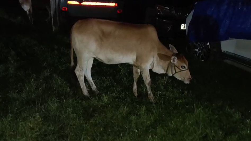 Rupohihat police seize seven suspected smuggled cattle during raid in Assam's Nagaon Rupohihat police seize seven suspected smuggled cattle during raid in Assam's Nagaon