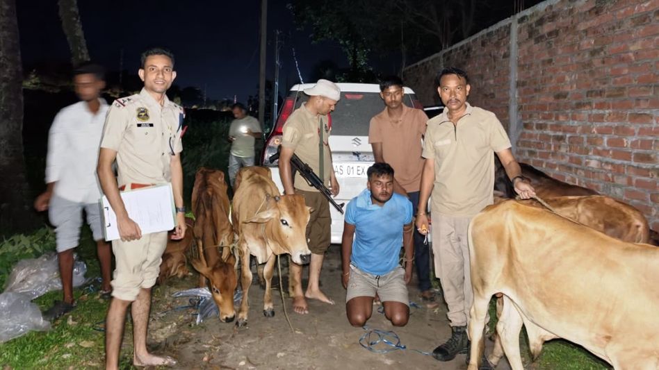 Assam: Six cattle rescued from alleged smuggling attempt in Dhubri, one arrested Assam: Six cattle rescued from alleged smuggling attempt in Dhubri, one arrested