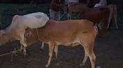 Mikirbheta Police seize 44 cattle, arrest six alleged smugglers in Assam's Morigaon Mikirbheta Police seize 44 cattle, arrest six alleged smugglers in Assam's Morigaon