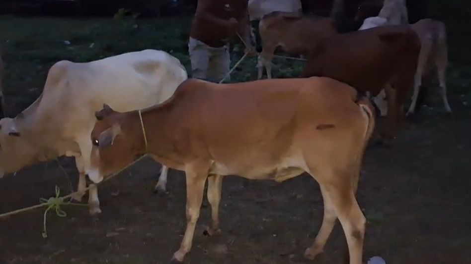 Mikirbheta Police seize 44 cattle, arrest six alleged smugglers in Assam's Morigaon Mikirbheta Police seize 44 cattle, arrest six alleged smugglers in Assam's Morigaon