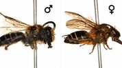 Rare Himalayan bee recorded in India for first time in Arunachal Pradesh's Tawang Rare Himalayan bee recorded in India for first time in Arunachal Pradesh's Tawang