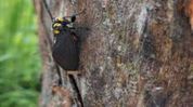 Rare black-and-golden cicada recorded in India for first time in Assam's Manas Rare black-and-golden cicada recorded in India for first time in Assam's Manas