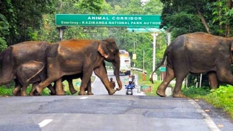 10-km ESZ around Kaziranga would affect Kaliabor, Jakhalabandha, Bokakhat: Assam CM 10-km ESZ around Kaziranga would affect Kaliabor, Jakhalabandha, Bokakhat: Assam CM