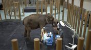 Vantara proposes three wildlife rescue centres in Assam, including dedicated elephant facility Vantara proposes three wildlife rescue centres in Assam, including dedicated elephant facility