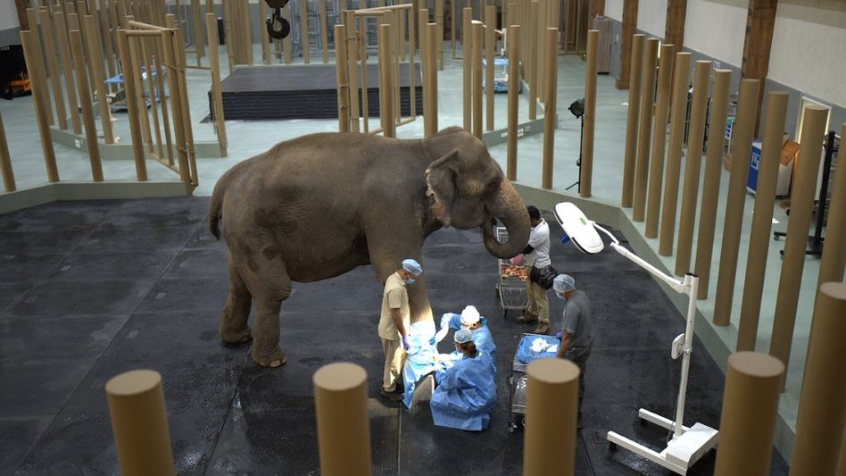 Vantara proposes three wildlife rescue centres in Assam, including dedicated elephant facility Vantara proposes three wildlife rescue centres in Assam, including dedicated elephant facility