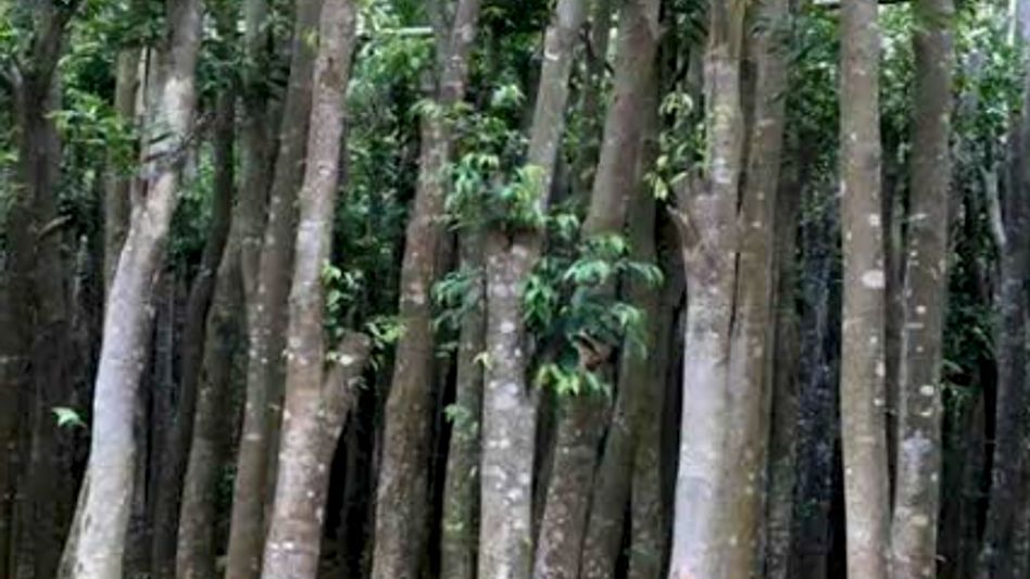 Centre boosts sustainable Agarwood cultivation and exports from Tripura Centre boosts sustainable Agarwood cultivation and exports from Tripura