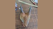 Mizoram man arrested for allegedly poaching state animal serow Mizoram man arrested for allegedly poaching state animal serow