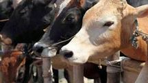 Representative Image Representative Image