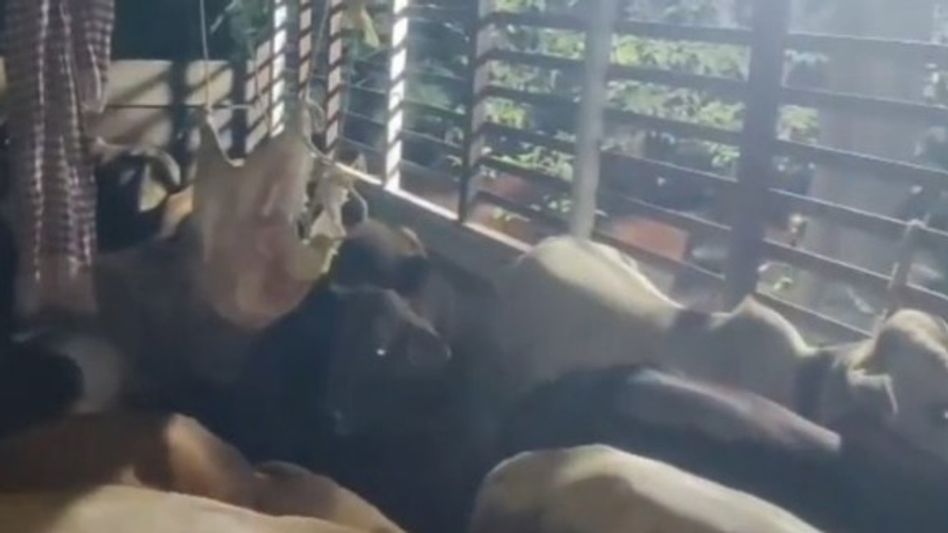 Assam's Mayong Police seize vehicle carrying 32 cattle suspected to be smuggled Assam's Mayong Police seize vehicle carrying 32 cattle suspected to be smuggled