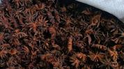 Arunachal’s Khagi spice brings Rs 39 lakh to 200 households while helping protect forests Arunachal’s Khagi spice brings Rs 39 lakh to 200 households while helping protect forests
