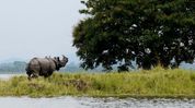 No change to Kaziranga National Park boundary, Eco-Sensitive Zone rationalisation aims to balance conservation and development: Pijush Hazarika No change to Kaziranga National Park boundary, Eco-Sensitive Zone rationalisation aims to balance conservation and development: Pijush Hazarika
