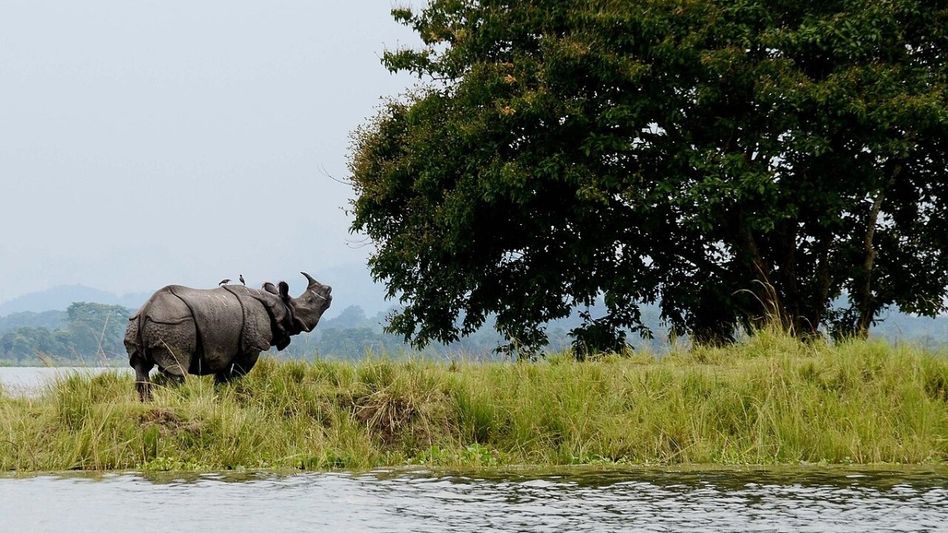 No change to Kaziranga National Park boundary, Eco-Sensitive Zone rationalisation aims to balance conservation and development: Pijush Hazarika No change to Kaziranga National Park boundary, Eco-Sensitive Zone rationalisation aims to balance conservation and development: Pijush Hazarika