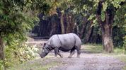 Assam adds 403.62 sq km to protected forest network, biggest green expansion in India: Himanta Biswa Sarma Assam adds 403.62 sq km to protected forest network, biggest green expansion in India: Himanta Biswa Sarma
