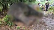 Elephant carcass found in Assam's Samaguri after animal strays into human settlement Elephant carcass found in Assam's Samaguri after animal strays into human settlement