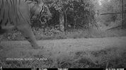 Camera trap confirms tiger presence in Assam’s Dihing Patkai National Park Camera trap confirms tiger presence in Assam’s Dihing Patkai National Park