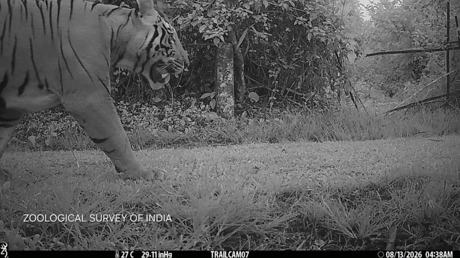 Camera trap confirms tiger presence in Assam’s Dihing Patkai National Park Camera trap confirms tiger presence in Assam’s Dihing Patkai National Park