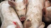 Five arrested in Mizoram for moving ASF-infected pigs from Assam Five arrested in Mizoram for moving ASF-infected pigs from Assam