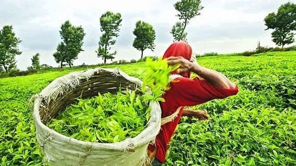 Tripura eyes first live tea auction in Agartala in September Tripura eyes first live tea auction in Agartala in September