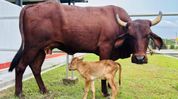 World's first IVF female calf of Assam's Lakhimi breed born at Assam veterinary university World's first IVF female calf of Assam's Lakhimi breed born at Assam veterinary university