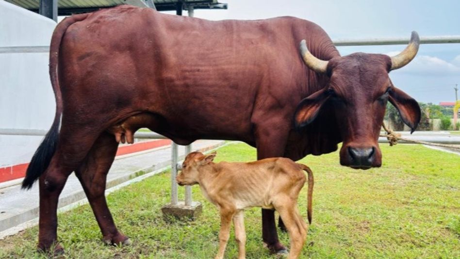 World's first IVF female calf of Assam's Lakhimi breed born at Assam veterinary university World's first IVF female calf of Assam's Lakhimi breed born at Assam veterinary university