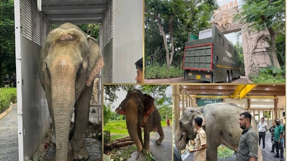 Flood-rescued elephant Joymoti airlifted to Vantara for specialised treatment Flood-rescued elephant Joymoti airlifted to Vantara for specialised treatment