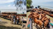 Assam: Cattle smuggling attempt foiled in Dhubri, 40 cows seized Assam: Cattle smuggling attempt foiled in Dhubri, 40 cows seized